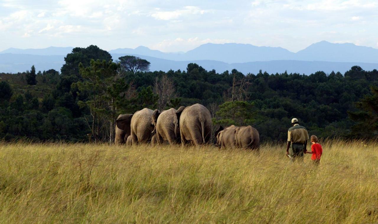 Knysna Elephant Park Lodge Plettenberg Bay Kültér fotó